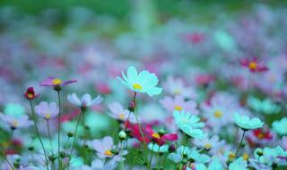 松山湖松湖花海